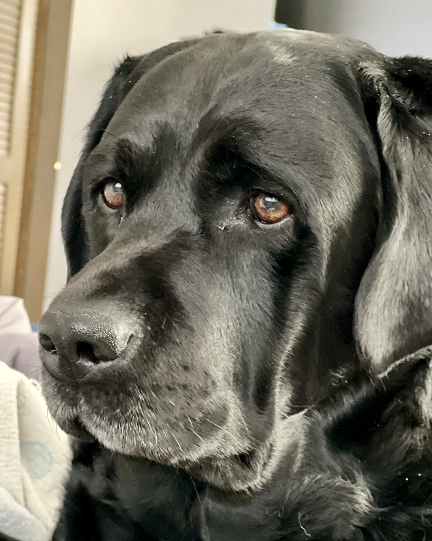 Jade, a black Labrador sitting on a grey wood floor.